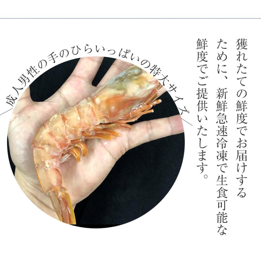天然 有頭 赤えび 特大サイズ 10尾 赤海老 BBQ 海鮮 在宅 母の日 父の日 敬老 お中元 お歳暮 歳末 お歳暮 年末グルメ 贈答 迎春 | おさかな問屋 魚奏 | 06