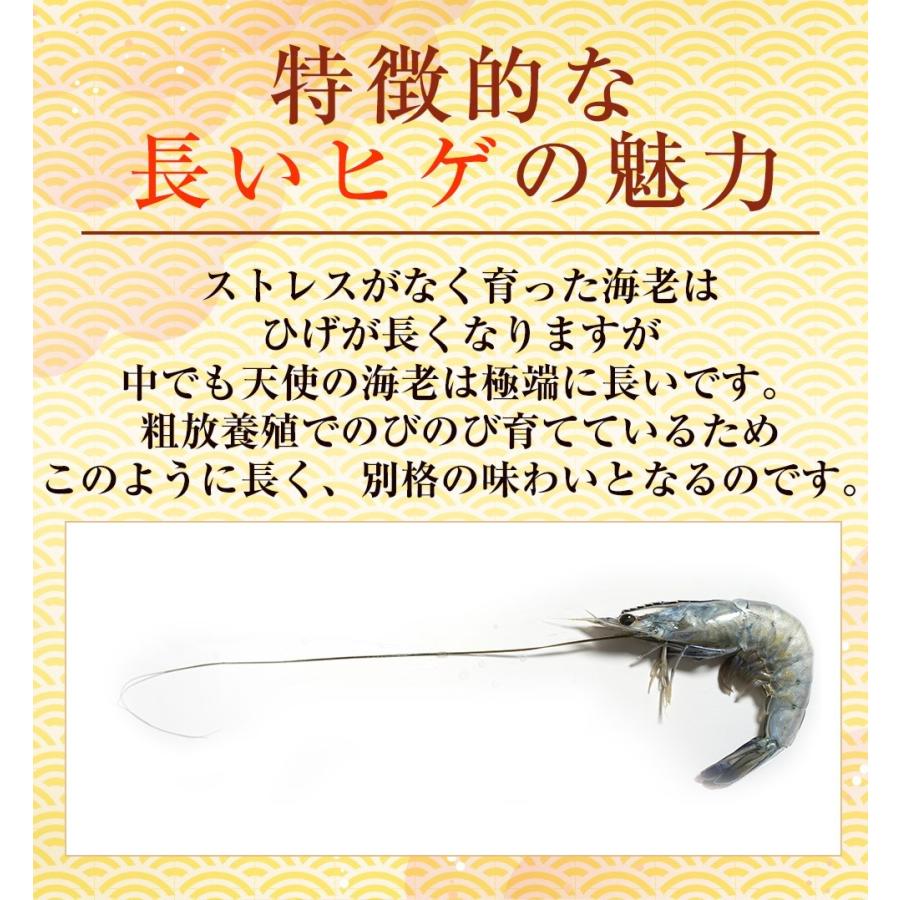 天使の海老 特大サイズ 1kg 海鮮 有頭 特大サイズ 1kg お取り寄せ お試し 世界最高品質 刺身 生食 歳末 お歳暮 年末グルメ 贈答 迎春 | おさかな問屋 魚奏 | 09