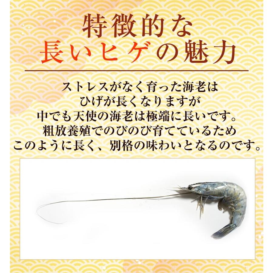 天使の海老 特大サイズ 1kg×3P 海鮮 有頭 特大サイズ お取り寄せ お試し 世界最高品質 刺身 生食 歳末 お歳暮 年末グルメ 贈答 迎春 | おさかな問屋 魚奏 | 09