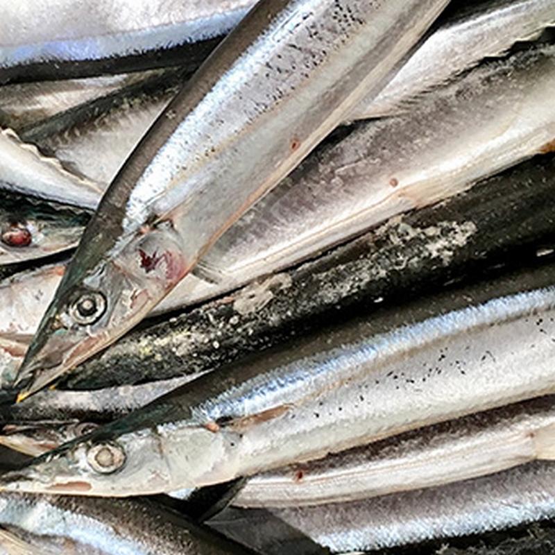 特大生冷凍さんま 2kg（12/13尾） 送料無料 生食可能 さんま サンマ 秋刀魚 北海道 → 三陸 歳末 お歳暮 年末グルメ 贈答 迎春 | おさかな問屋 魚奏 | 12