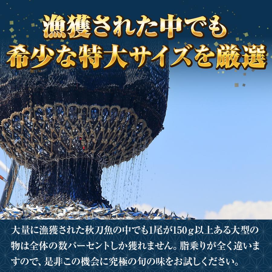 特大生冷凍さんま 2kg（12/13尾） 送料無料 生食可能 さんま サンマ 秋刀魚 北海道 → 三陸 歳末 お歳暮 年末グルメ 贈答 迎春 | おさかな問屋 魚奏 | 05