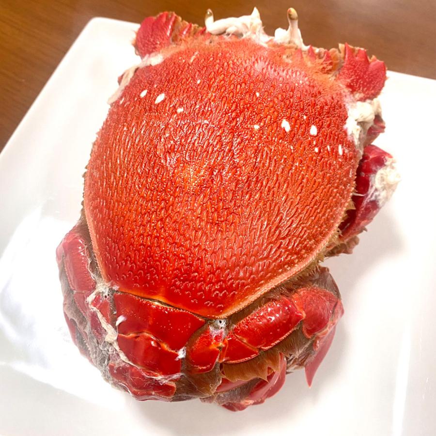 あさひがに 1尾 約600〜700g 生冷凍 旭蟹 朝日蟹 アサヒガニ かに カニ 蟹 送料無料 歳末 お歳暮 年末グルメ 贈答 迎春 | おさかな問屋 魚奏 | 13