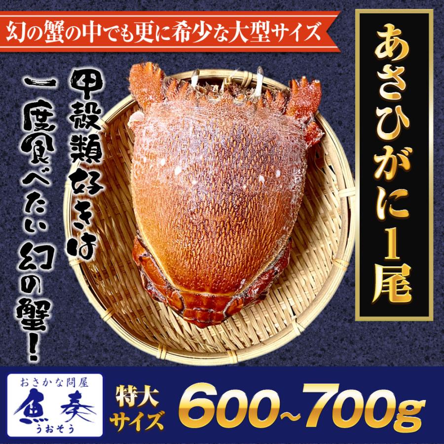 あさひがに 1尾 約600〜700g 生冷凍 旭蟹 朝日蟹 アサヒガニ かに カニ 蟹 送料無料 歳末 お歳暮 年末グルメ 贈答 迎春 | おさかな問屋 魚奏 | 14