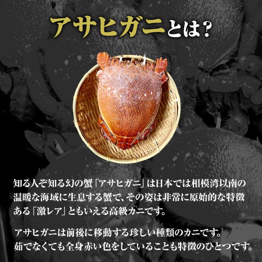 あさひがに 1尾 約600〜700g 生冷凍 旭蟹 朝日蟹 アサヒガニ かに カニ 蟹 送料無料 歳末 お歳暮 年末グルメ 贈答 迎春 | おさかな問屋 魚奏 | 02
