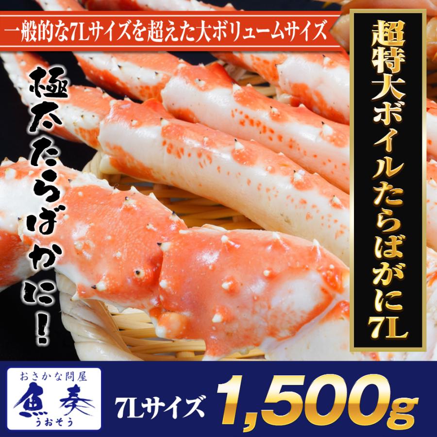 超特大ボイルたらばがに 7Ｌ 約1500ｇ 極太 セクション 1肩 特大サイズ かに カニ 蟹 シュリンク 歳末 お歳暮 年末グルメ 贈答 迎春 | おさかな問屋 魚奏 | 17