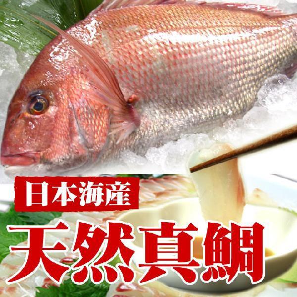 お試し価格 日本海 約１kg 天然真鯛 生 一尾 魚 鮮魚