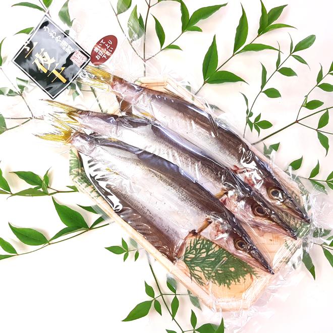 日本海産 カマス一夜干 3〜4尾入 干物 ひもの 一夜干し かます : 越後