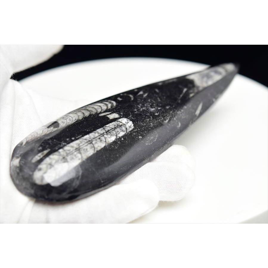 オルソセラス 直角貝 化石（約173g）モロッコ産 Orthoceras
