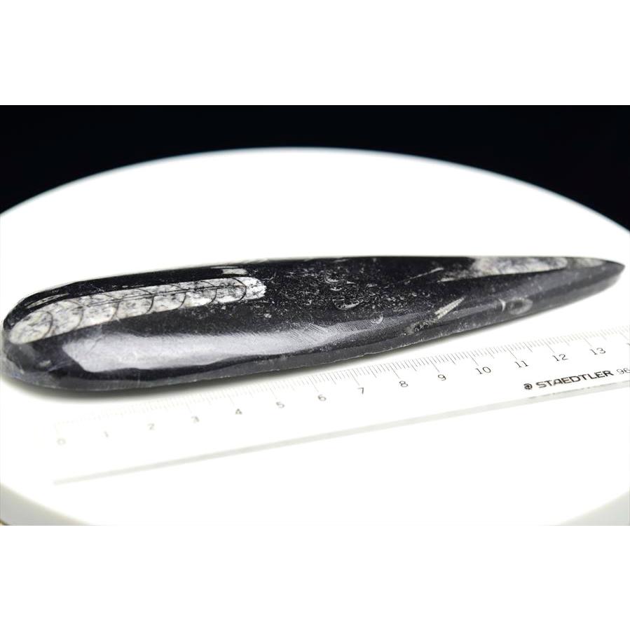 オルソセラス 直角貝 化石 オルソセラス 直角貝 化石（約173g）モロッコ産 Orthoceras
