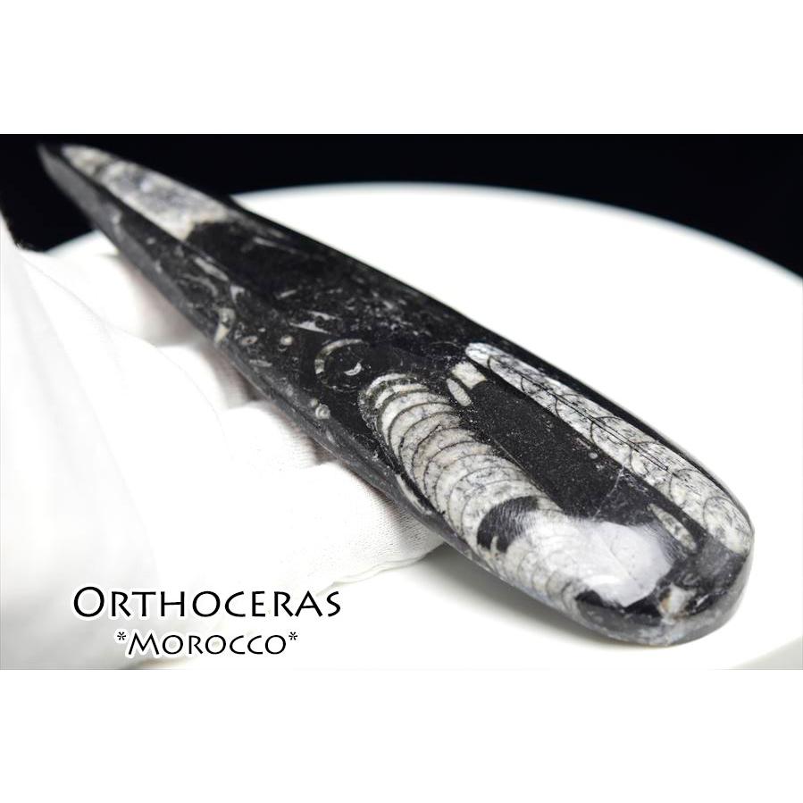オルソセラス 直角貝 化石（約173g）モロッコ産 Orthoceras