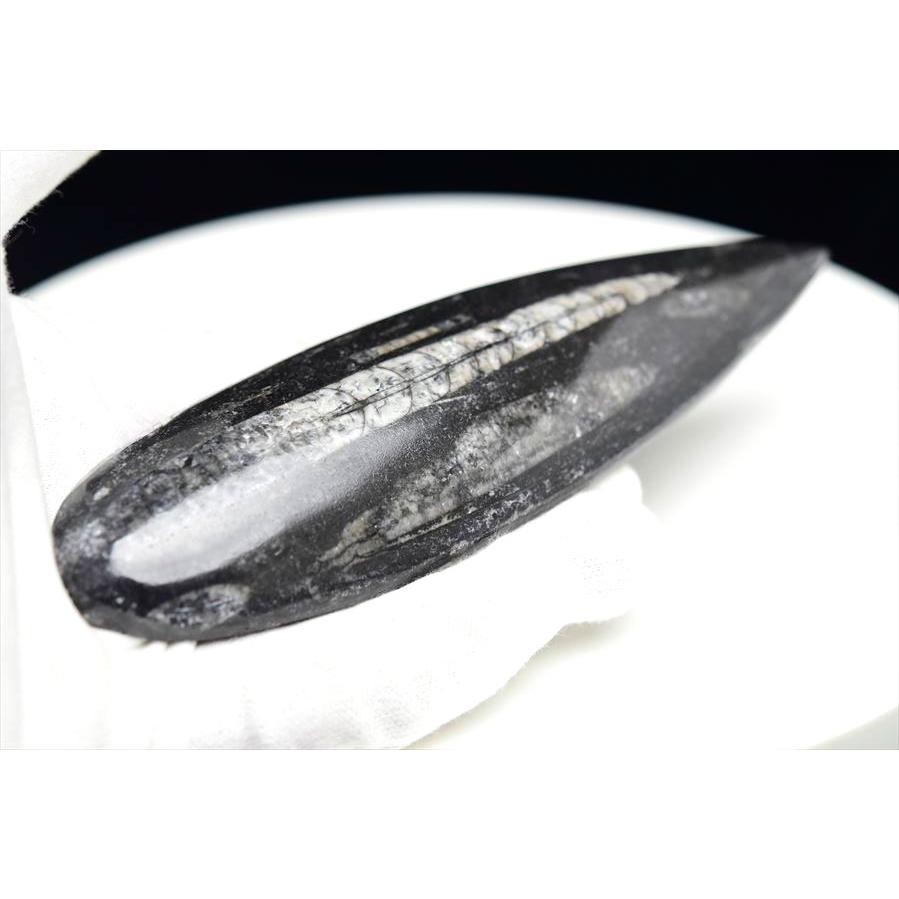 オルソセラス 直角貝 化石（約146.7g）モロッコ産 Orthoceras