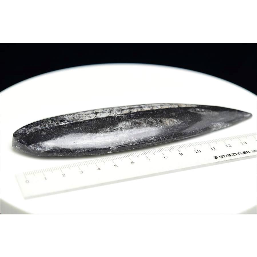 オルソセラス 直角貝 化石（約146.7g）モロッコ産 Orthoceras