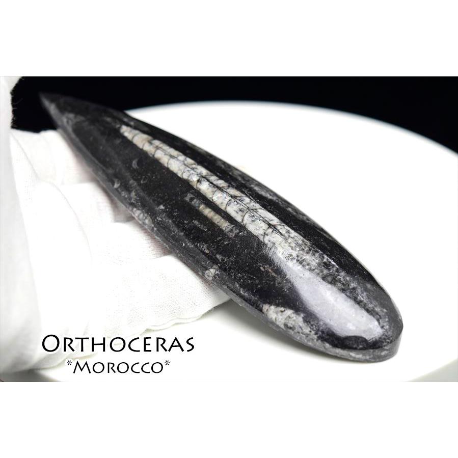 オルソセラス 直角貝 化石（約146.7g）モロッコ産 Orthoceras