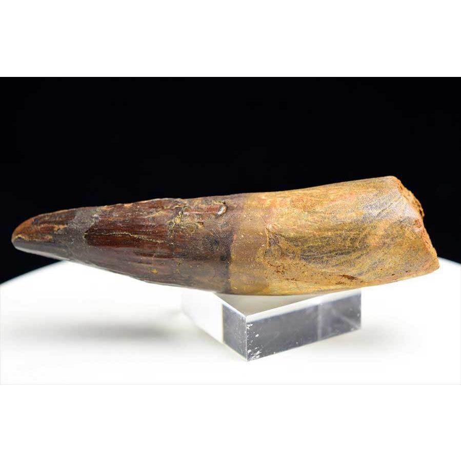 スピノサウルス 歯 化石 (約103.8g) 原石 Spinosaurus teeth モロッコ