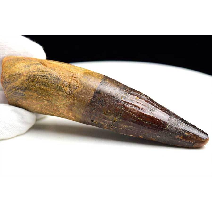 スピノサウルス 歯 化石 (約103.8g) 原石 Spinosaurus teeth モロッコ