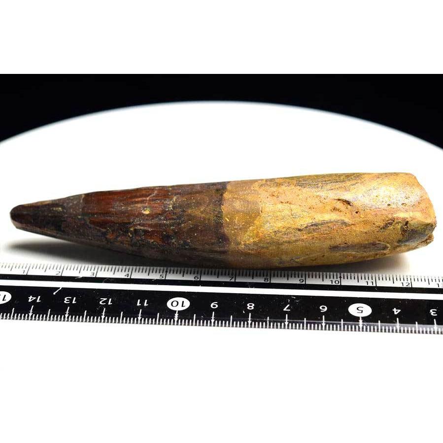 スピノサウルス 歯 化石 (約103.8g) 原石 Spinosaurus teeth モロッコ