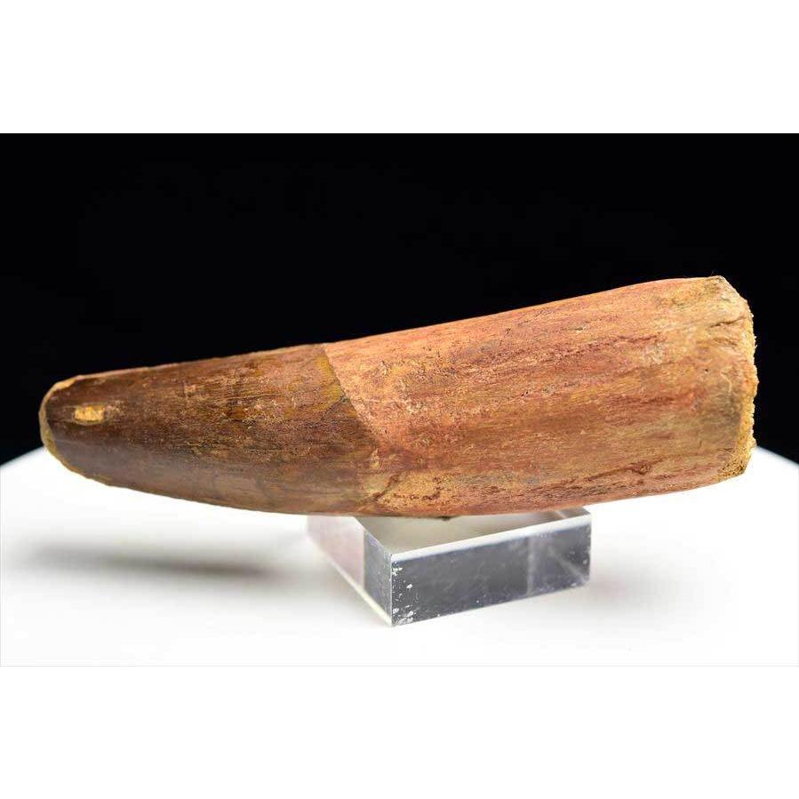 スピノサウルス 歯 化石 (約162.7g) 原石 Spinosaurus teeth モロッコ