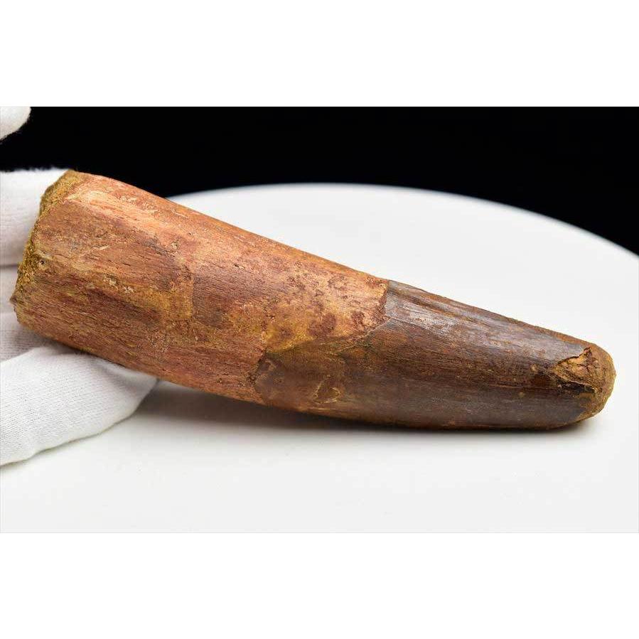 スピノサウルス 歯 化石 (約162.7g) 原石 Spinosaurus teeth モロッコ