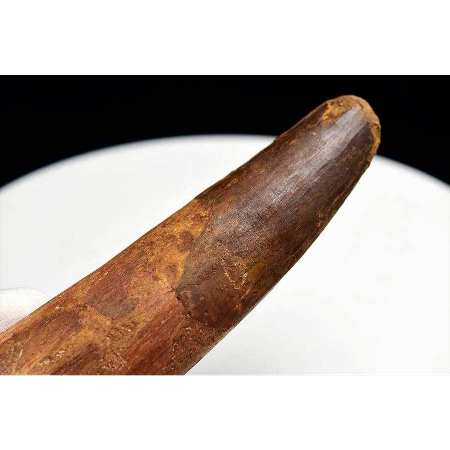 スピノサウルス 歯 化石 (約162.7g) 原石 Spinosaurus teeth モロッコ