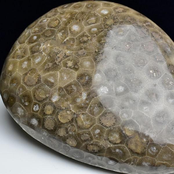 レビューで送料無料 ペトスキーストーン フォッシルコーラル タンブル 現物画像 アメリカ ミシガン州産 珊瑚の化石 握り石 オバマ ポリッシュ タンブル 裸石 天然石 パワーストーン D 厳選天然石専門店 Upstone Onbir 通販 Yahoo ショッピング 本店は Www