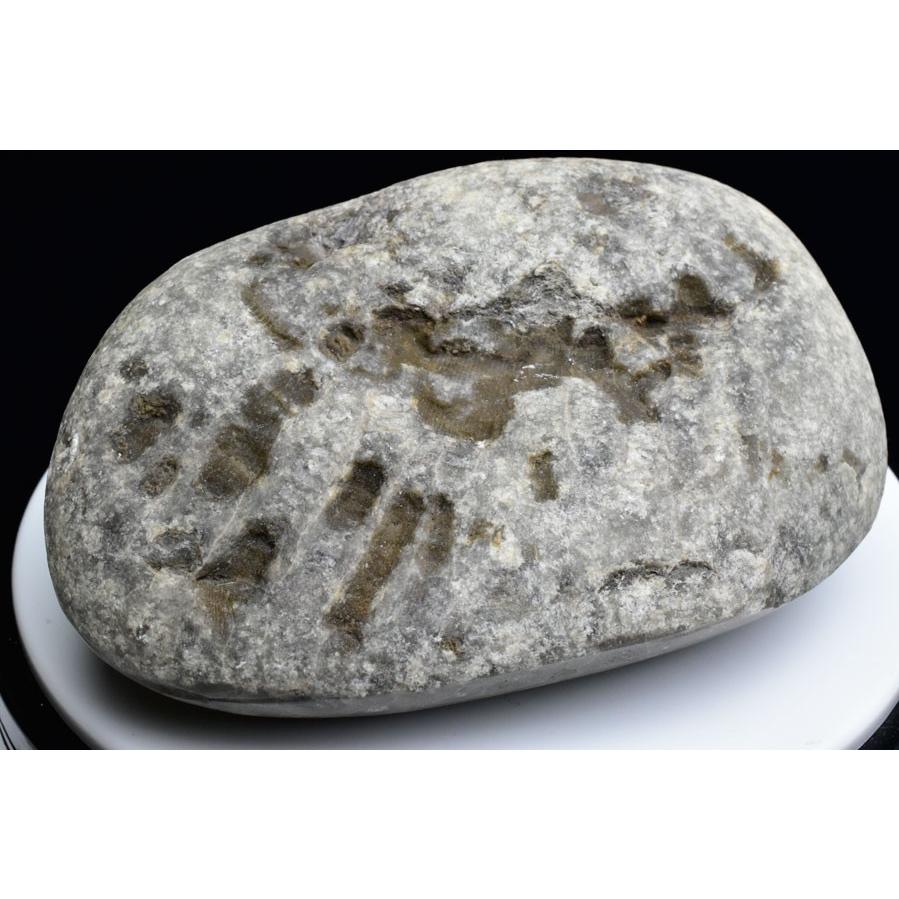 レビューで送料無料 ペトスキーストーン フォッシルコーラル タンブル 現物画像 アメリカ ミシガン州産 珊瑚の化石 握り石 オバマ ポリッシュ タンブル 裸石 天然石 パワーストーン D 厳選天然石専門店 Upstone Onbir 通販 Yahoo ショッピング 本店は Www