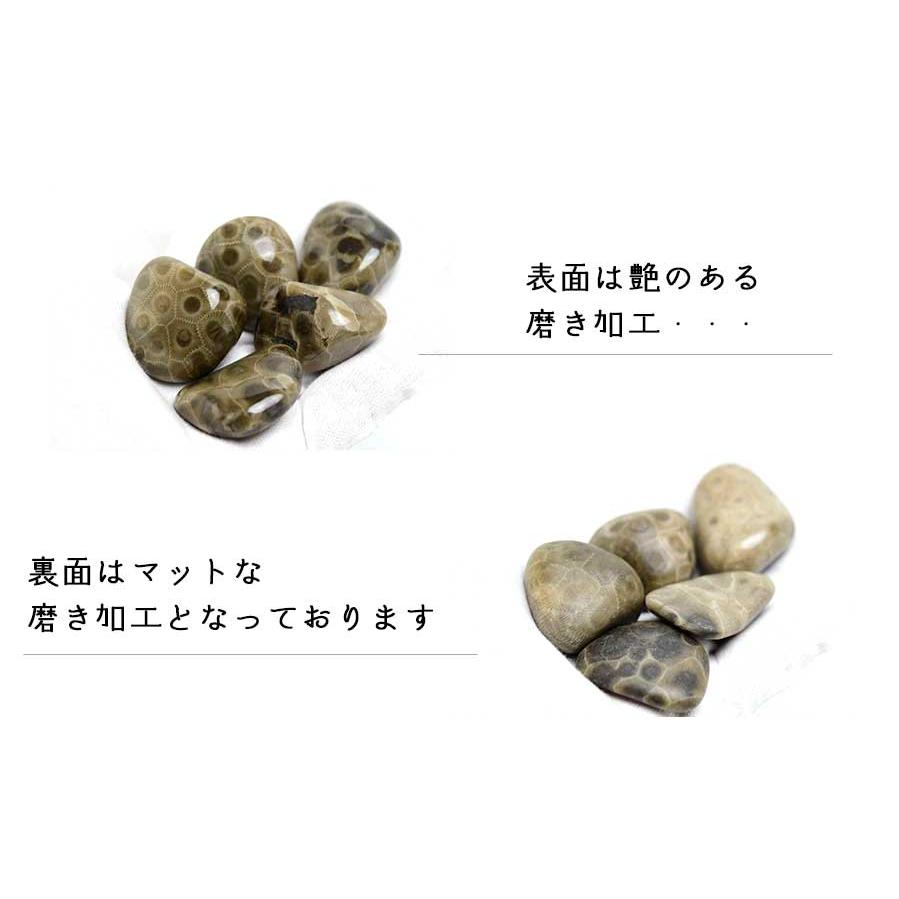 ペトスキーストーン フォッシルコーラル タンブル (販売単位：1個 約
