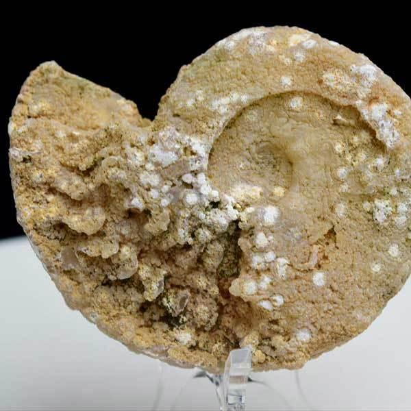 アンモナイト 化石 (約66.7g) 原石 方解石化 モロッコ産 ammonite morocco モロッコ フォッシル カルサイト 天然石｜up-stone