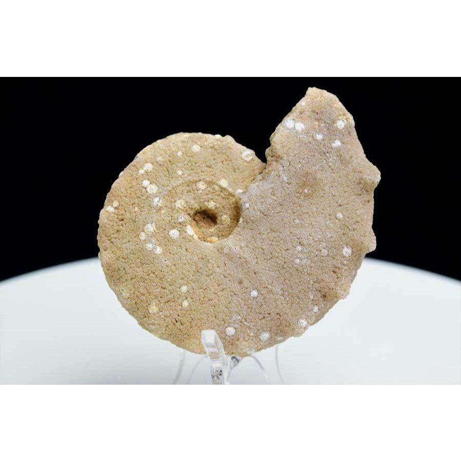 アンモナイト 化石 (約66.7g) 原石 方解石化 モロッコ産 ammonite morocco モロッコ フォッシル カルサイト 天然石｜up-stone｜02