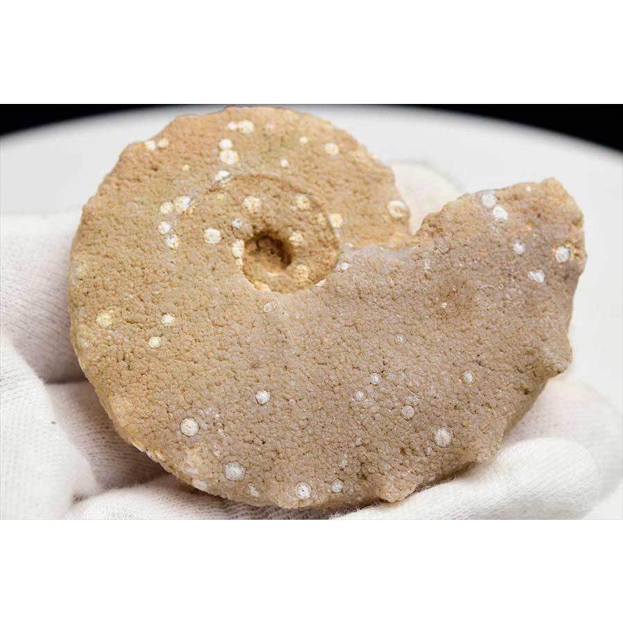 アンモナイト 化石 (約66.7g) 原石 方解石化 モロッコ産 ammonite morocco モロッコ フォッシル カルサイト 天然石｜up-stone｜03