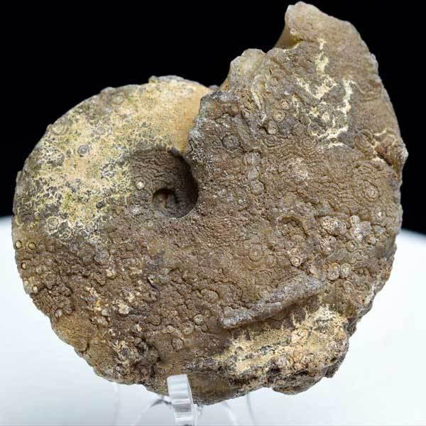 アンモナイト 化石 (約73.8g) 原石 方解石化 モロッコ産 ammonite