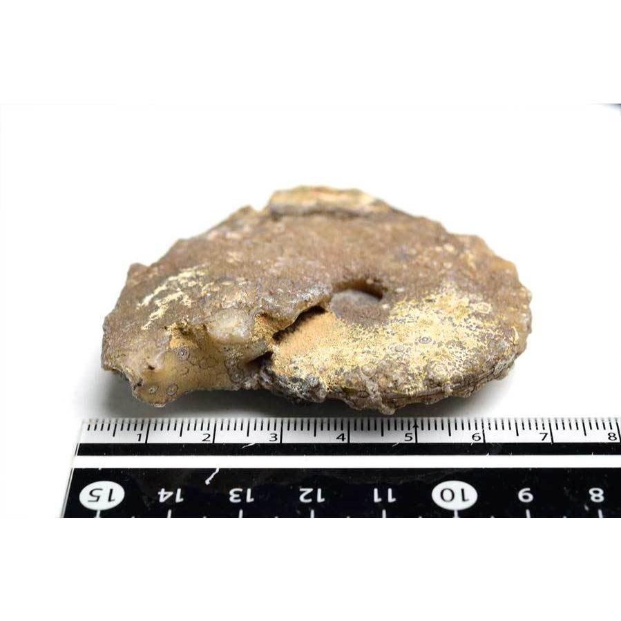 アンモナイト 化石 (約73.8g) 原石 方解石化 モロッコ産 ammonite morocco モロッコ フォッシル カルサイト 天然石｜up-stone｜05