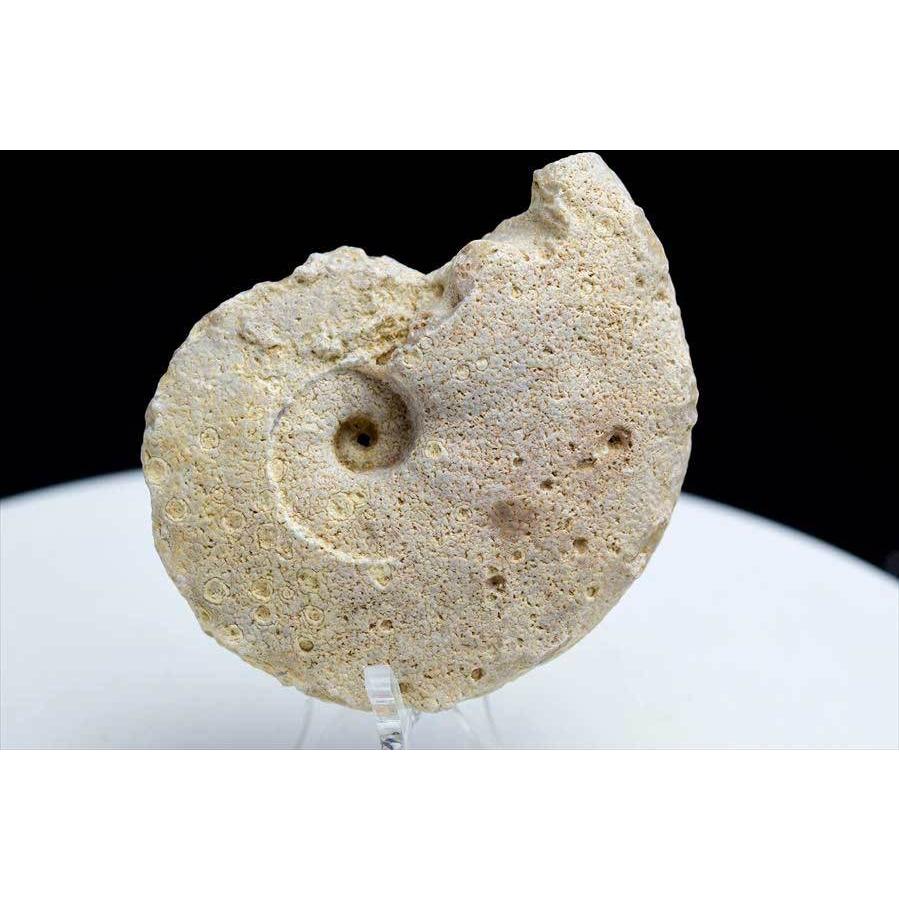 アンモナイト 化石 (約94.3g) 原石 方解石化 モロッコ産 ammonite