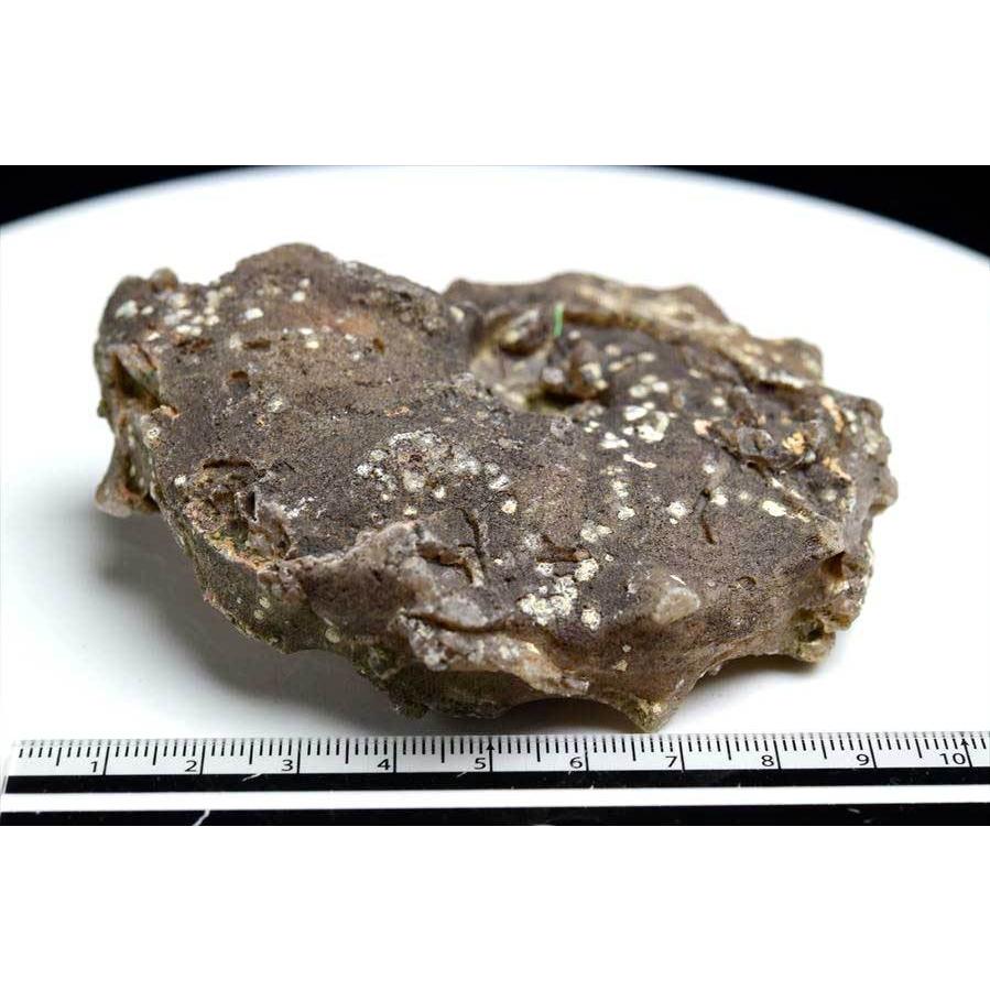 アンモナイト 化石 (約197.8g) 原石 方解石化 モロッコ産 ammonite