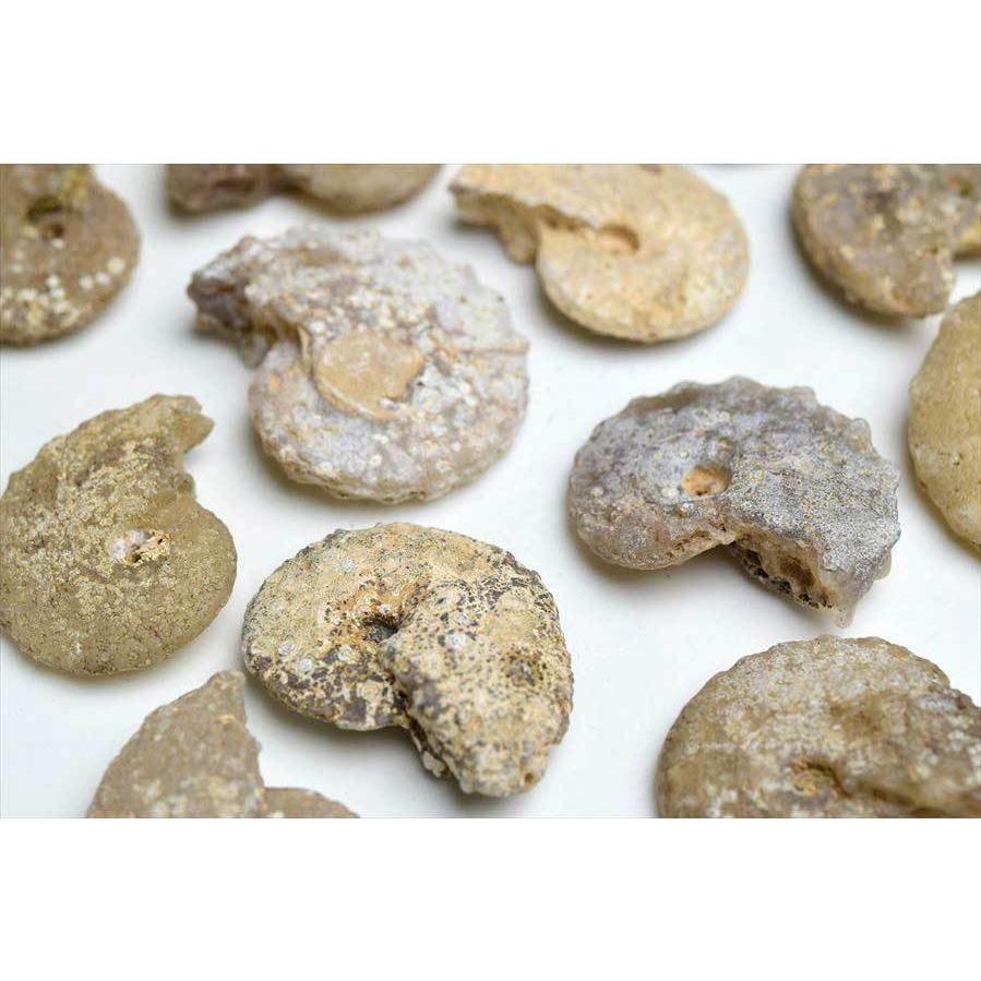 アンモナイト 化石 種類お任せ (約13g~約18g) 原石 方解石化 モロッコ