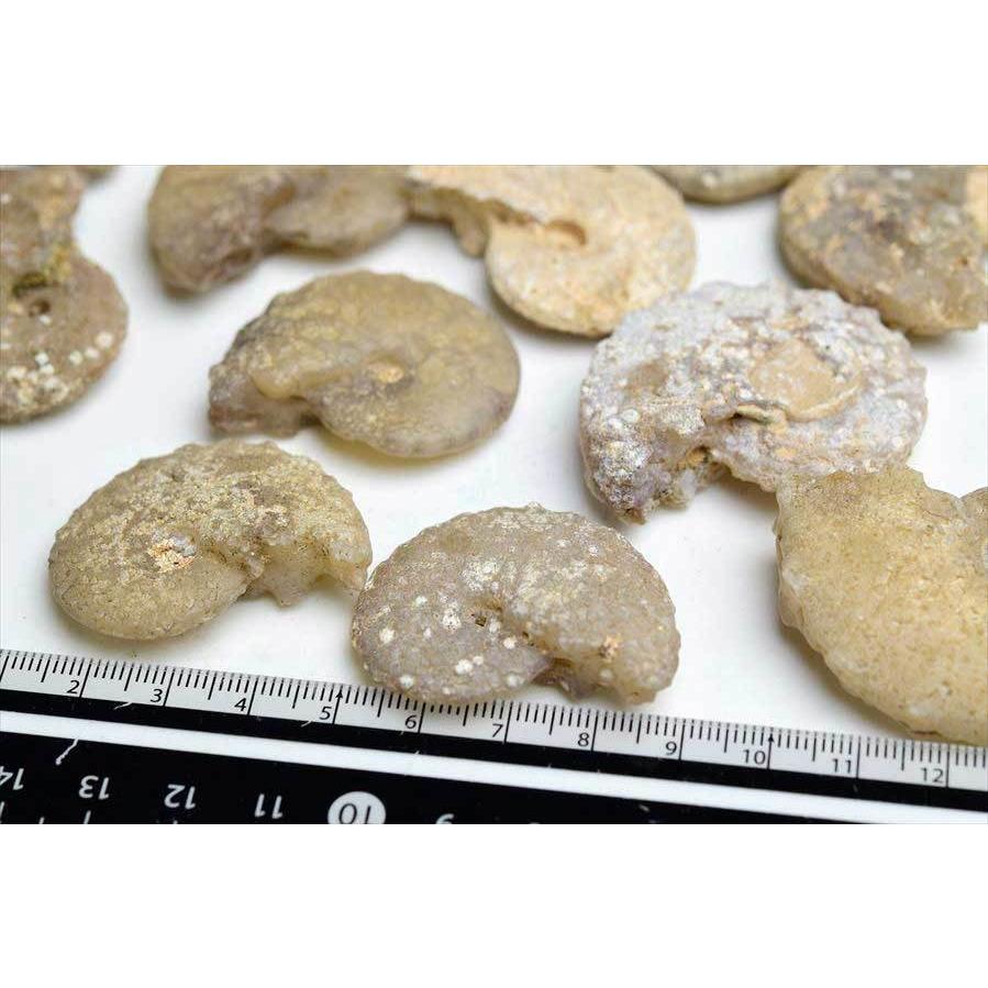 アンモナイト 化石 種類お任せ (約13g~約18g) 原石 方解石化 モロッコ