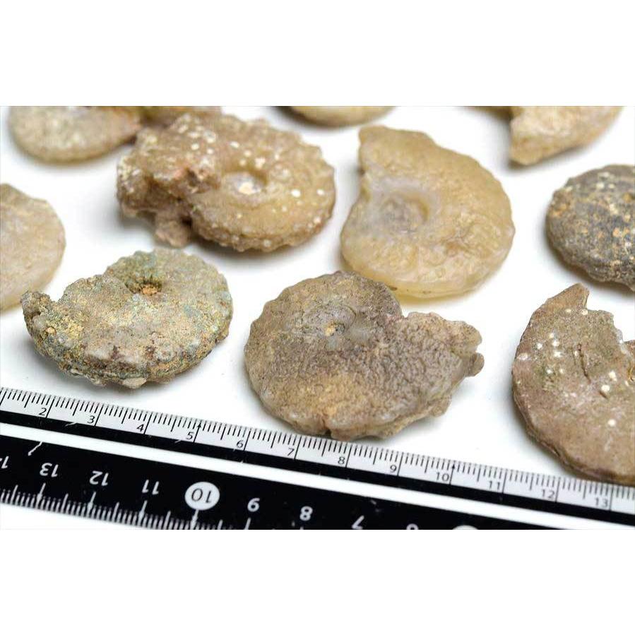 アンモナイト 化石 種類お任せ (約22g~約25g) 原石 方解石化 モロッコ