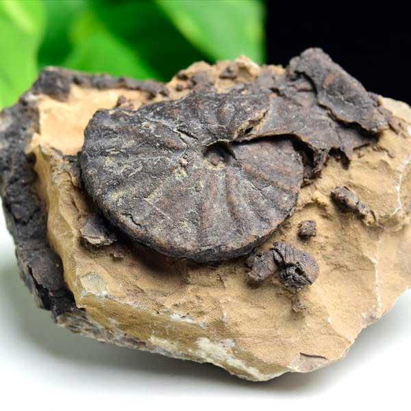 アンモナイト 化石 原石 (約382g) メノウ化 方解石化 モロッコ産 ammonite morocco モロッコ フォッシル カルサイト ...