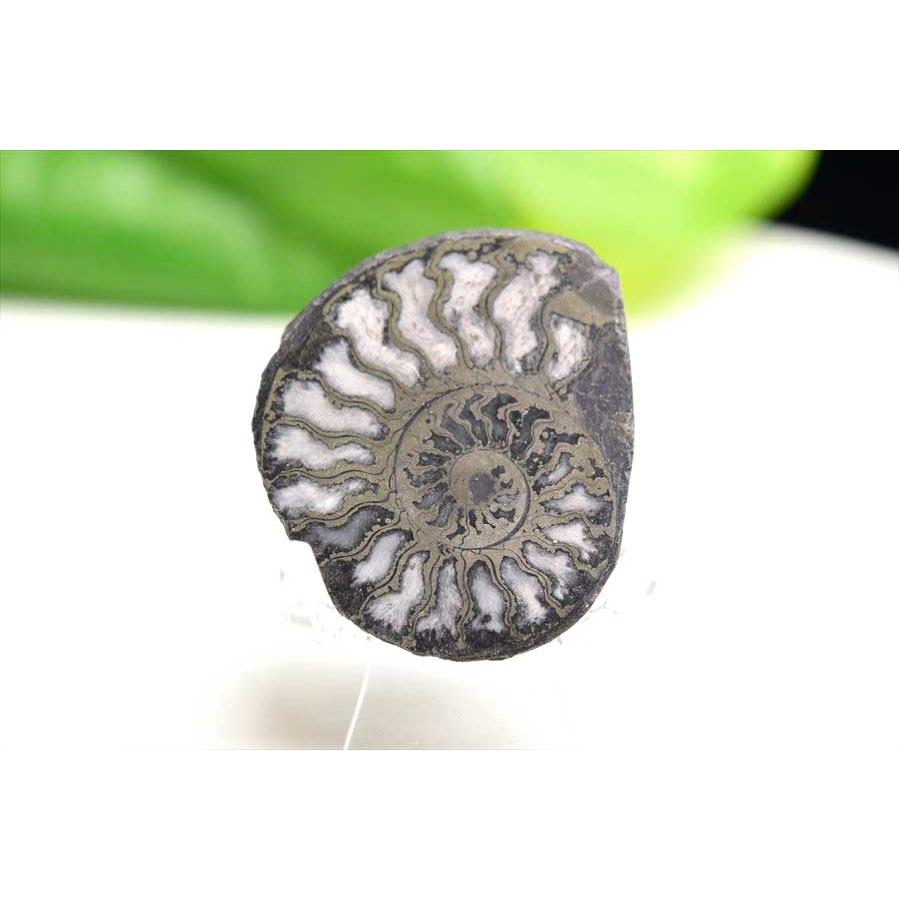 アンモナイト 化石 スライス 銅化 黄鉄鉱化 (約14g) モロッコ産