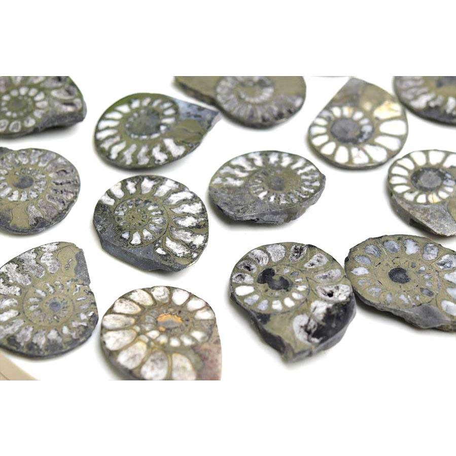 アンモナイト 化石 スライス 銅化 黄鉄鉱化 (約10g~約15g) 種類お任せ