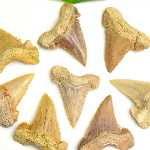 ホホジロザメ 歯 化石 原石 種類お任せ (約5g~約6g) 単品販売 Carcharodon carcharias tooth サメの歯 great white shark モロッコ morocco フォッシル 天然石 | 