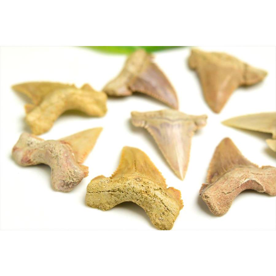 ホホジロザメ 歯 化石 原石 種類お任せ (約5g~約6g) 単品販売