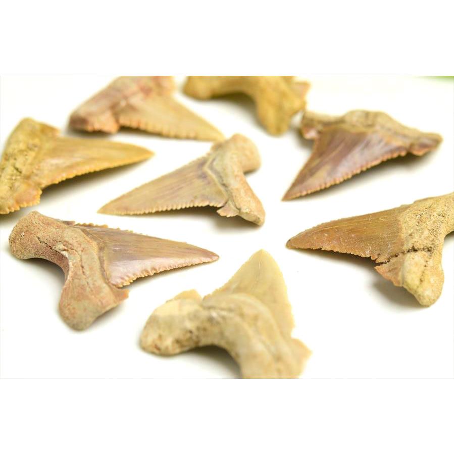 ホホジロザメ 歯 化石 原石 種類お任せ (約5g~約6g) 単品販売 Carcharodon carcharias tooth サメの歯 great white shark モロッコ morocco フォッシル 天然石 |  | 02