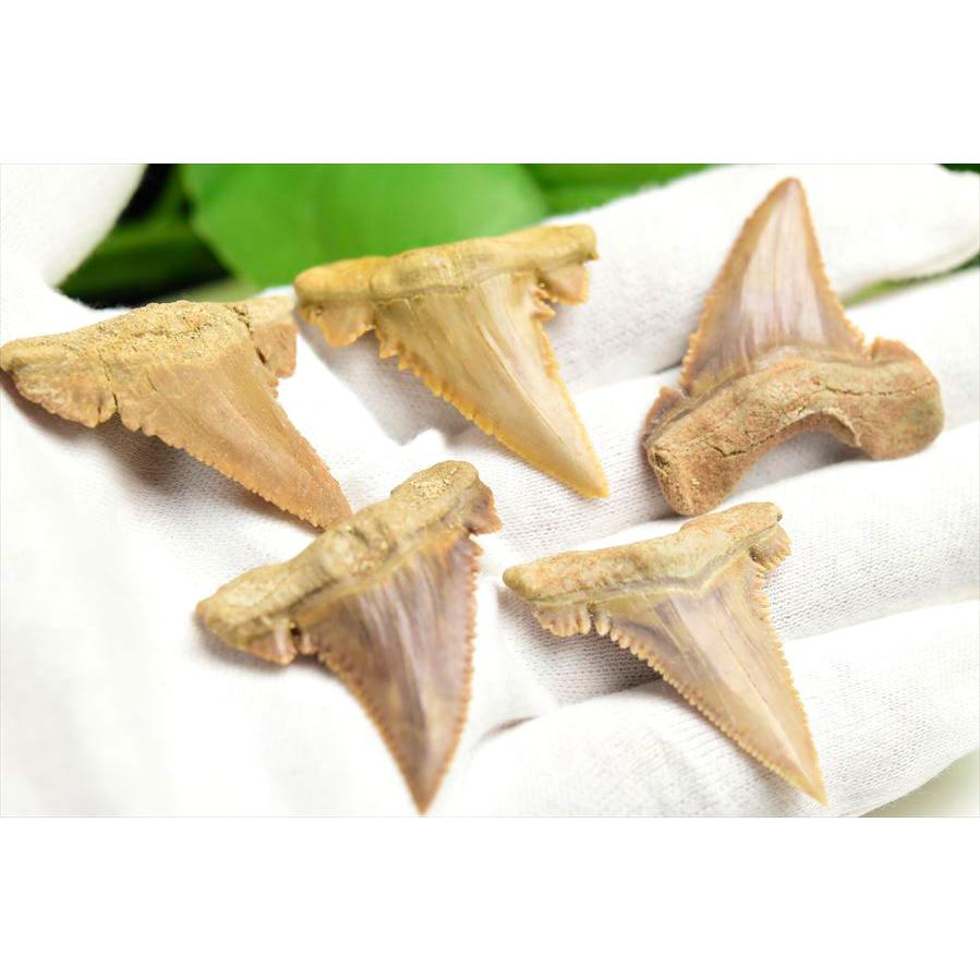ホホジロザメ 歯 化石 原石 種類お任せ (約5g~約6g) 単品販売 Carcharodon carcharias tooth サメの歯 great white shark モロッコ morocco フォッシル 天然石 |  | 03