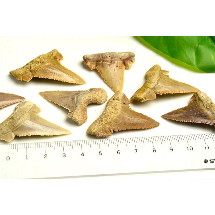 ホホジロザメ 歯 化石 原石 種類お任せ (約5g~約6g) 単品販売 Carcharodon carcharias tooth サメの歯 great white shark モロッコ morocco フォッシル 天然石 |  | 04