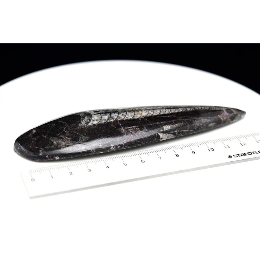 オルソセラス 直角貝 化石（約109.3g）モロッコ産 Orthoceras