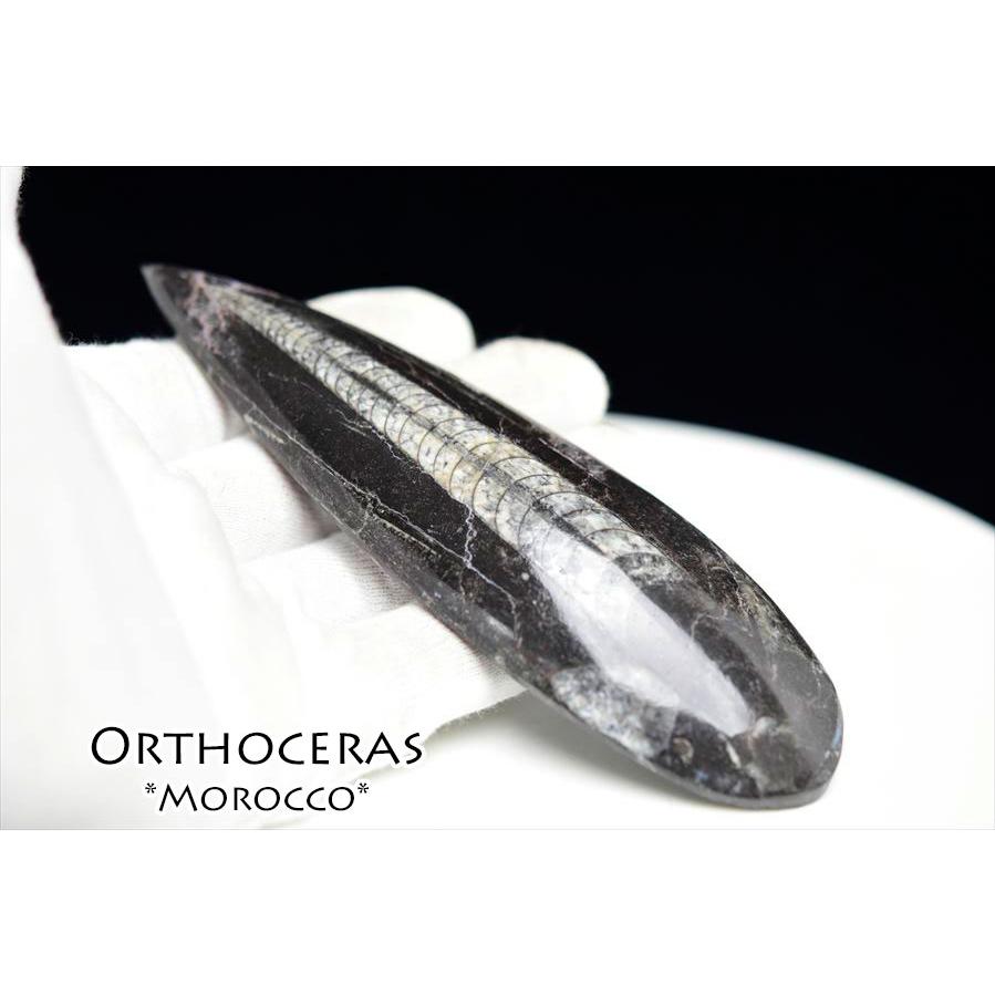 オルソセラス 直角貝 化石（約109.3g）モロッコ産 Orthoceras