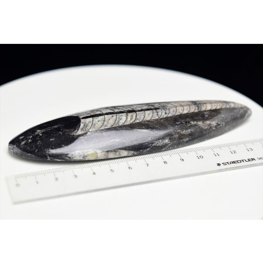 オルソセラス 直角貝 化石（約163.7g）モロッコ産 Orthoceras