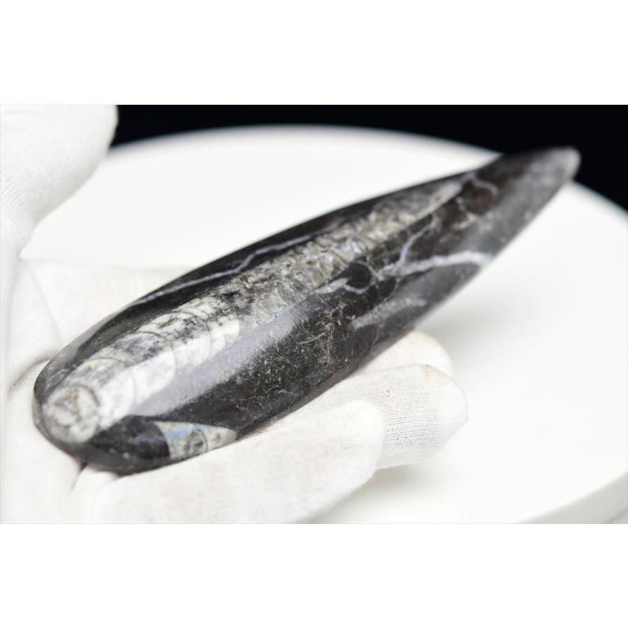 オルソセラス 直角貝 化石（約132.9g）モロッコ産 Orthoceras