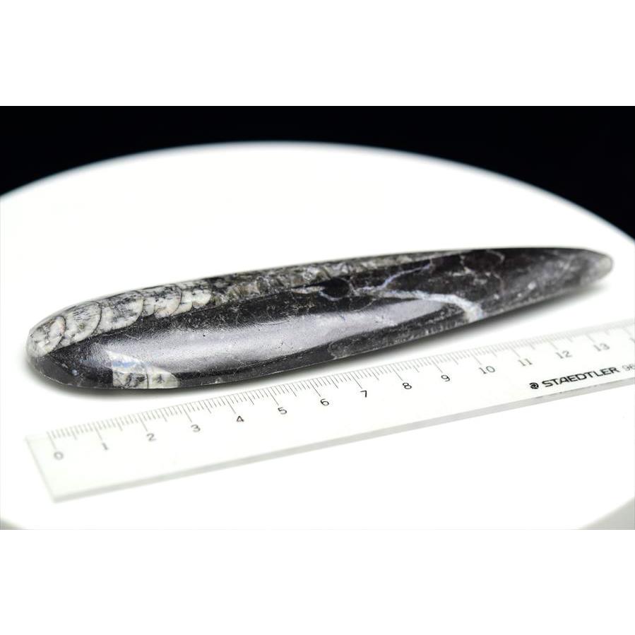 オルソセラス 直角貝 化石（約132.9g）モロッコ産 Orthoceras