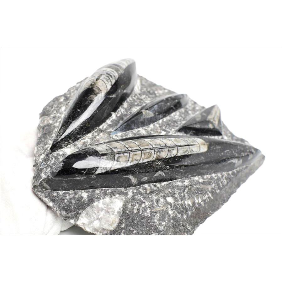 直角貝　化石　希少品 オルソセラス（直角貝/Orthoceras）化石プレート｜モロッコ産